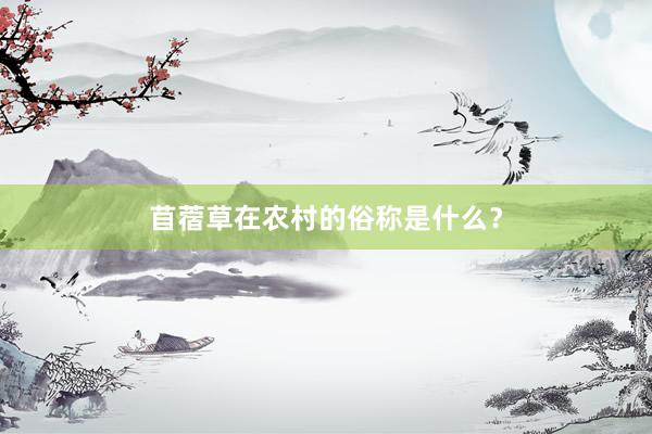 苜蓿草在农村的俗称是什么？